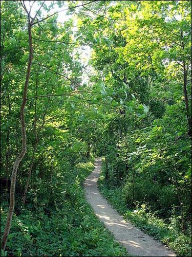  - Dwór Giedrojców. Park