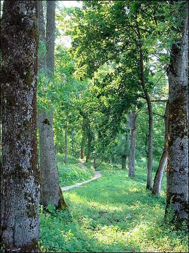  - Dwór Giedrojców. W parku