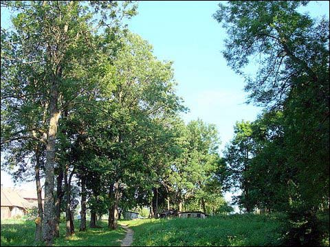  - Dwór Giedrojców. Fragment parku