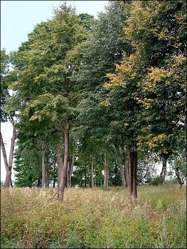 Nemėžis. Estate of Tyszkiewicz