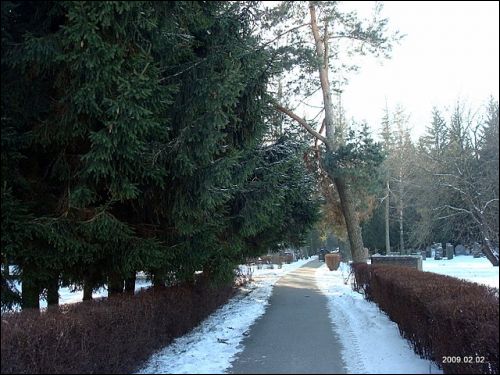  - Cmentarz żydowski. Aleja cmentarana, 02 2009