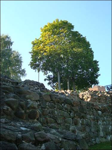  -  Górny Zamek. Fragment starego muru i - drzewko