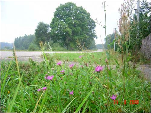 Ureliai. In the village 