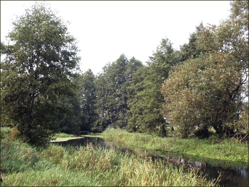 Куток парку (р. Пульва)