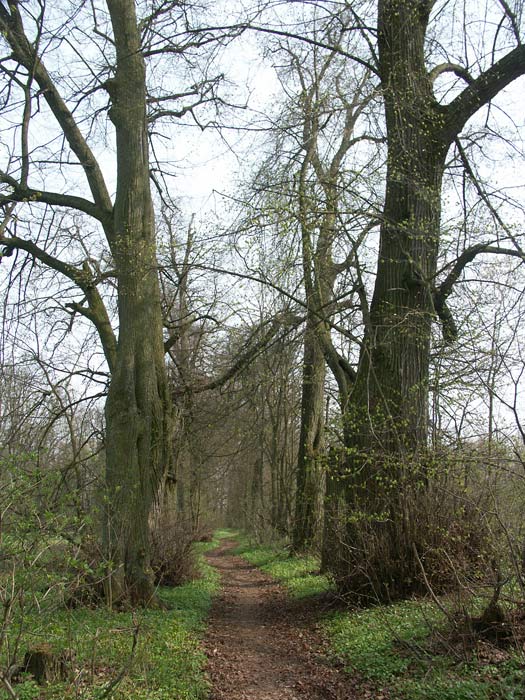 Pieramoha (Kapyły). Manor of Roth