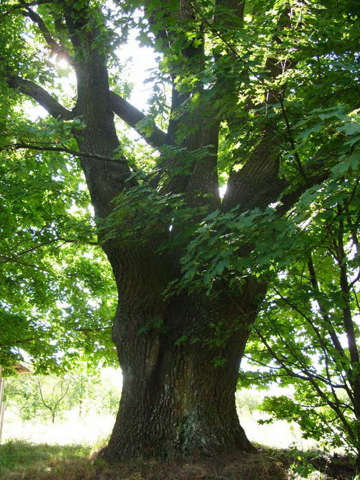 Peliszcze. Park dworski Hutowskich