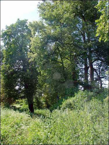 Świszczewo. Park dworski Bylczyńskich