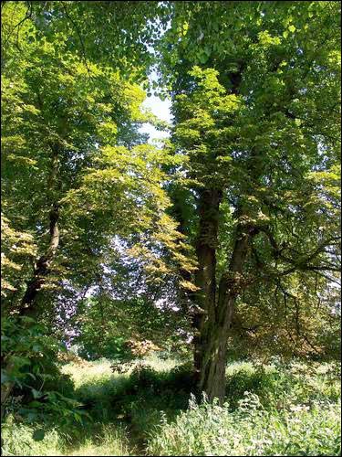 Свішчова. Прысядзібны парк пры былой сядзібе Быльчынскіх