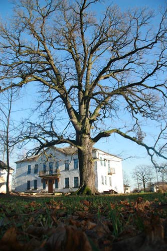 Hrušava. Manor park of the former Radzievič (Rodziewicz) manor-place
