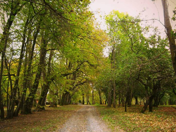 Horodyszcze Nowe. Park dworski 