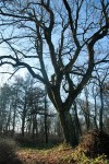 Iłosk (Szemiotówka).  Park dworski Iłosk