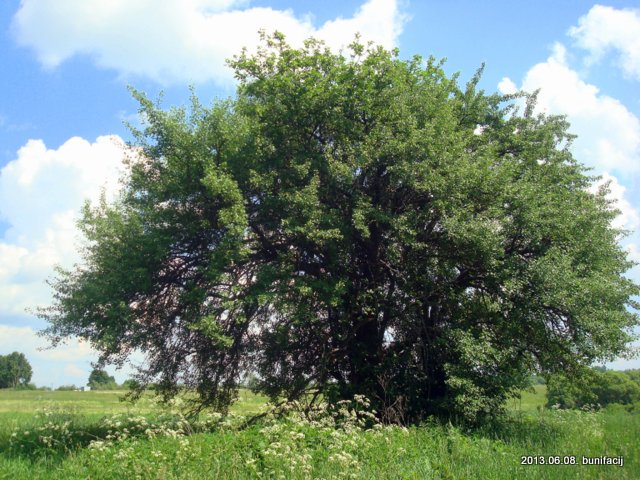  - Пейзажи . Одинокое дерево