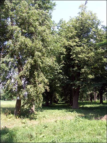  - Manor of Bochvic. Parkway