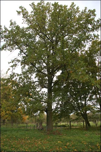  - Manor of Bochvic. The 'Eliza Orzeszko' oak-tree
