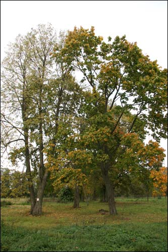  - Manor of Bochvic. Fragment of the park