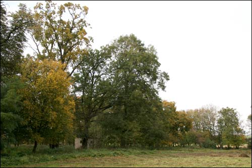  - Manor of Bochvic. Fragment of the park