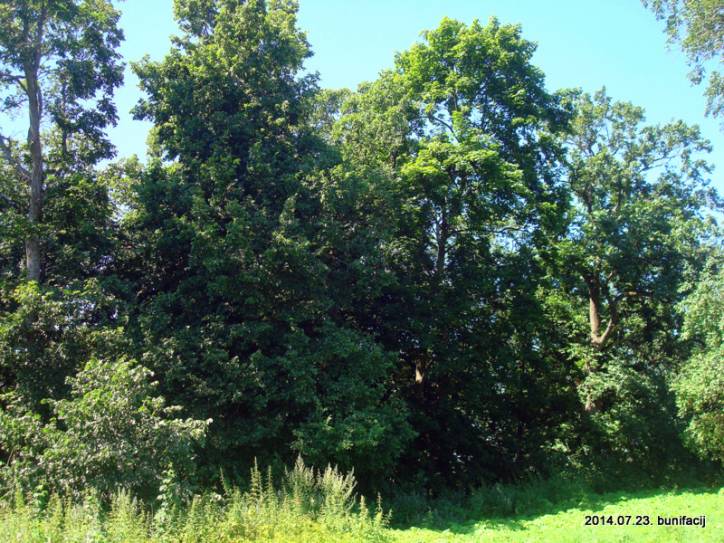 Гомель. Усадьба Орлицких