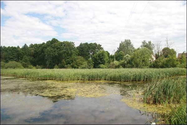 Вялікая Мядзвядка. Сядзіба (рэшткі)
