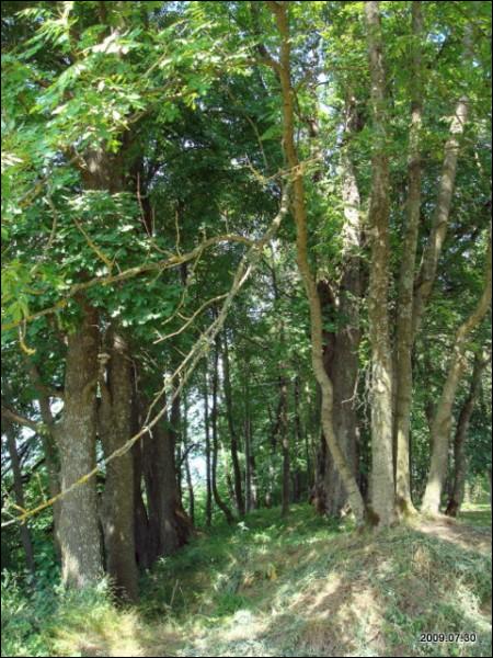  - Усадьба . Аллея в усадьбе