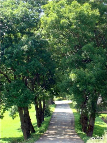  - Усадьба . Аллея