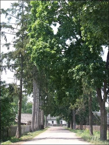  - Landscapes . Remains of the fromer yard alley