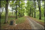 Rzepichów.  Park dworski Potockich
