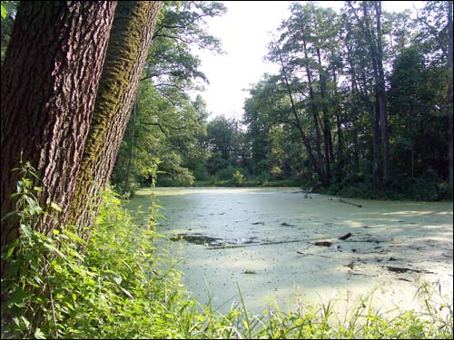The pond Saviejki. Manor of Nowicki