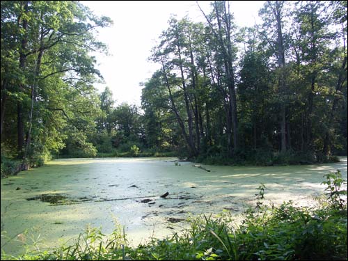 The pond with island Saviejki. Manor of Nowicki