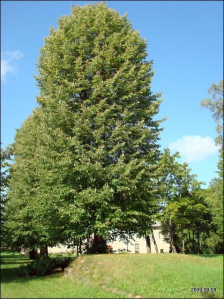 Bijutiškis. Manor 