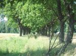 Teofilin.  Park dworski Gorczyckich