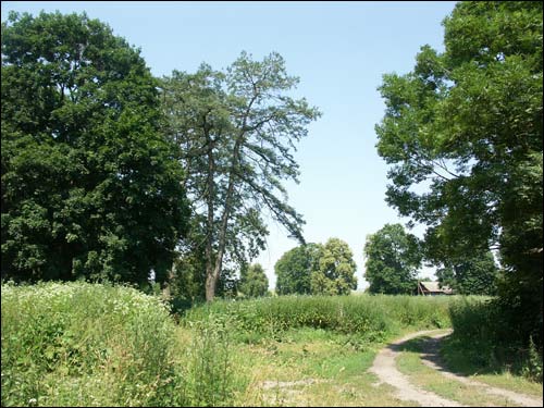 Waszkowce.  Park dworski 