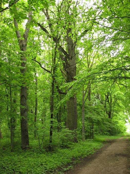  - Park dworski Korsaków. 