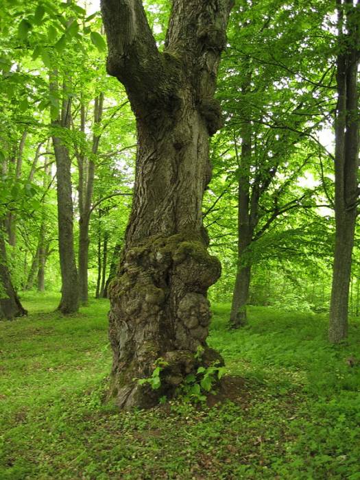  - Park dworski Korsaków. 