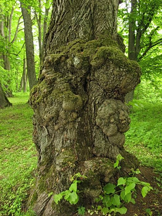 Żukowszczyzna. Park dworski Korsaków