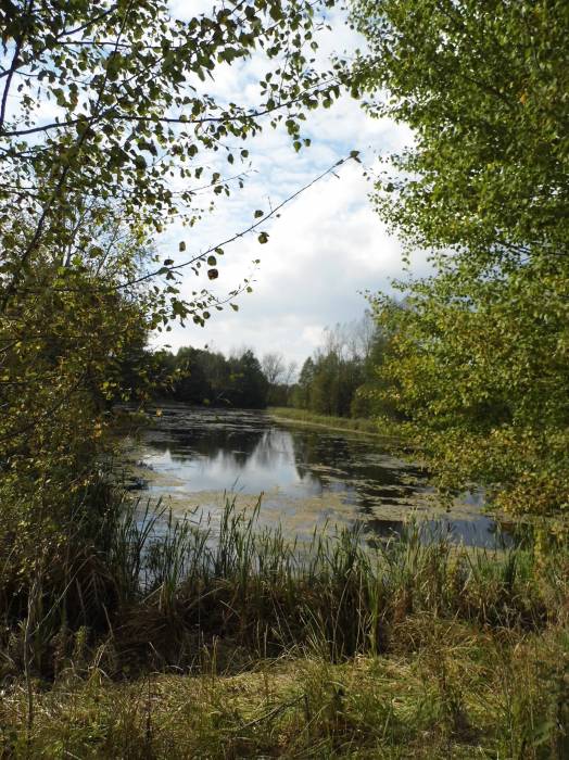  - Краявіды . р.Плиса в д.Зеневичи