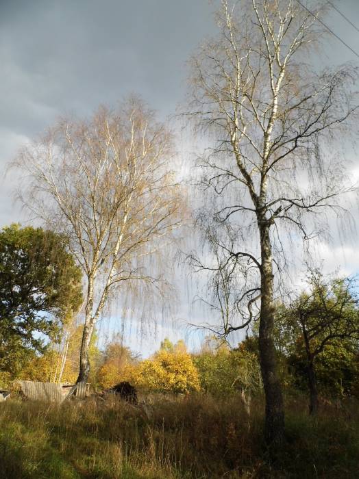  - Краявіды . .Марцули находится буквально в 1 км. от Зеневич-умирающая и когда-то красивая деревня с остатками старых домов,деревьями,выросшими на фундаменте,все той же Плисой и разрушенным кирпичным заводиком,на столах которого я еще по детству помню лежал необожженный кирпич...ОЧЕНЬ ХОЧУ ПОПРОСИТЬ МОДЕРАТОРОВ-ДОБАВЬТЕ ПОЖАЛУЙСТА МАРЦУЛИ В СПИСОК ДЕРЕВЕНЬ НОВОГРУДСКОГО Р-НА-У МЕНЯ САМОСТОЯТЕЛЬНО НЕ ПОЛУЧИЛОСЬ