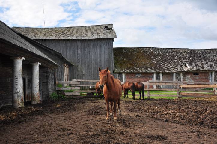 Zabrezzie. Farmstead 
