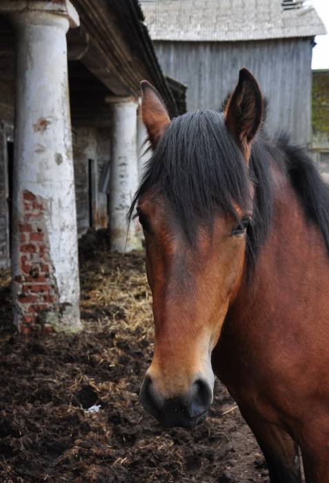 Zabrezzie. Farmstead 