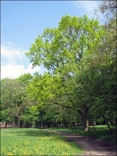 Malecz. Park dworski 