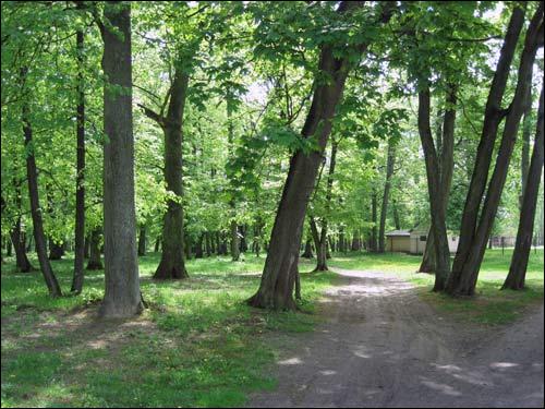 Malecz. Park dworski 