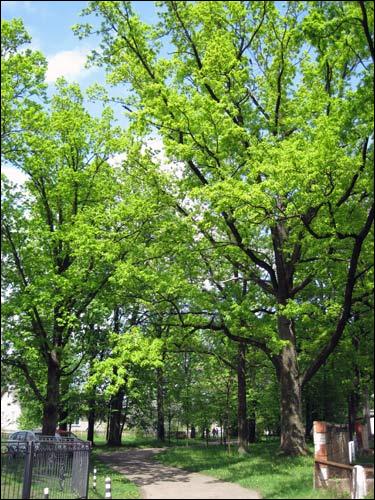 Malecz. Park dworski 