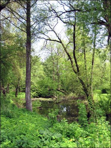 Malecz. Park dworski 