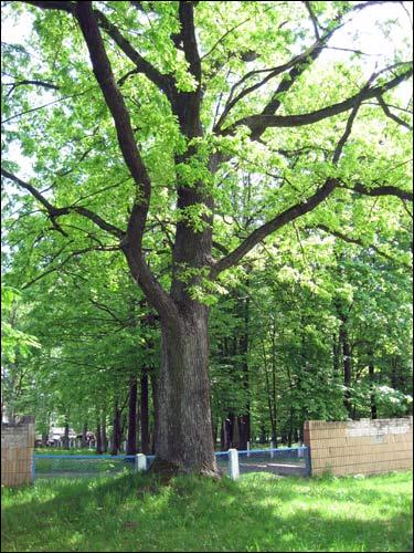 Malecz. Park dworski 