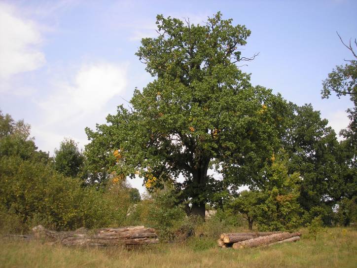Darapiejevičy. In the village 