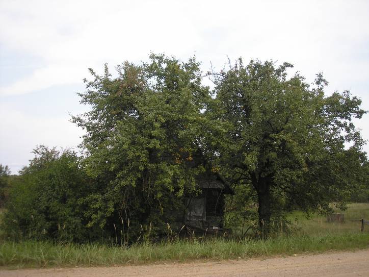 Darapiejevičy. In the village 