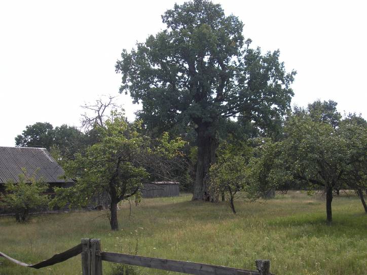 Darapiejevičy. In the village 