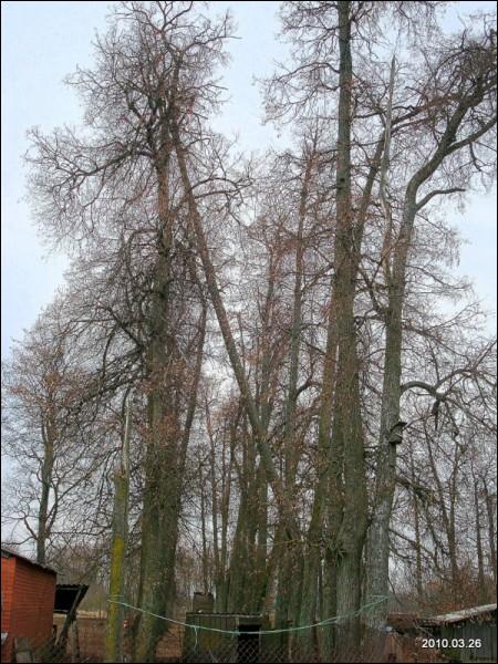  - Zespół dworsko-parkowy . 