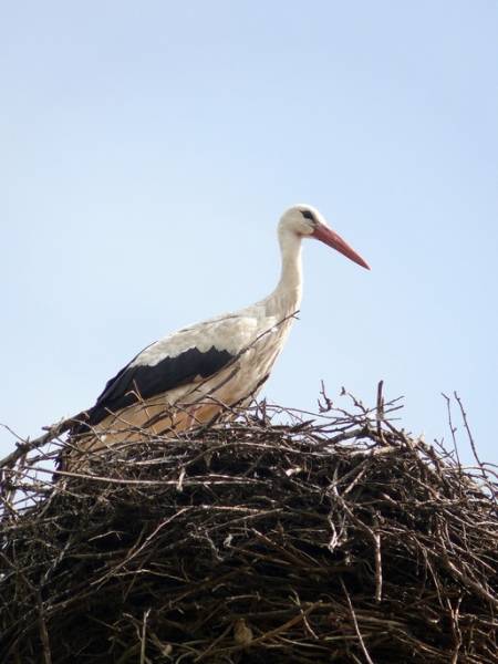 Лойки. В деревне 