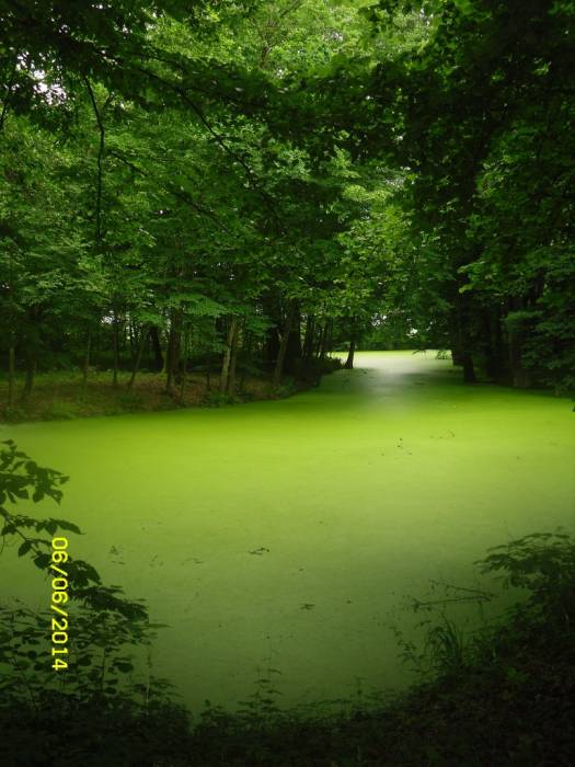 Dubaj. Manor park of the Kužaniecki former Manor-place