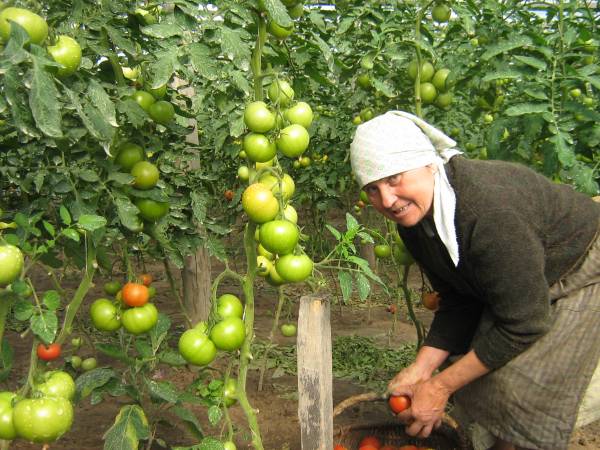 Kupiacičy. In the village 